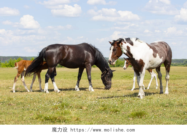 草原上吃草的马一对马与马。美丽的马与幼崽在绿色的草地上吃草，自然背景的天空云花。农场马在自然。农场动物放牧